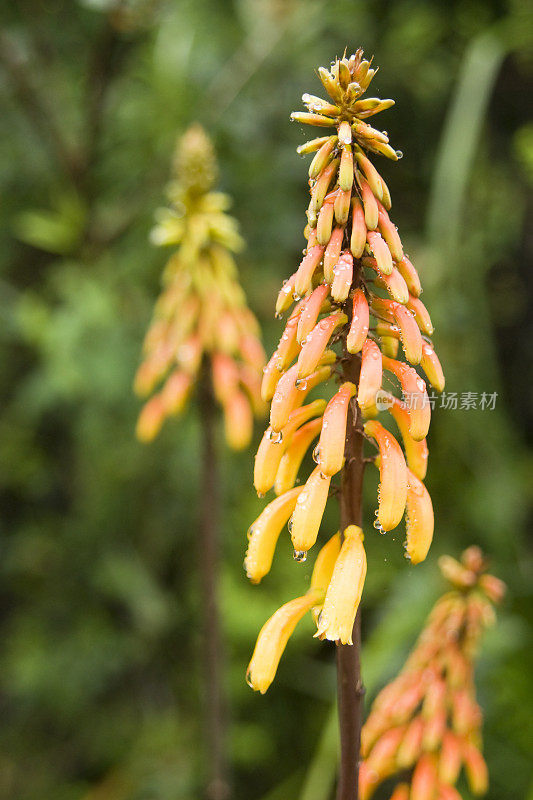 火红的拨火棍(Kniphofia Thomsonii)